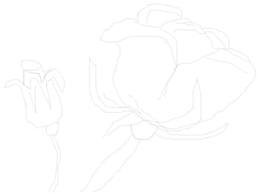 rose