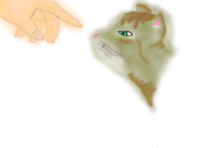 look here, kitty