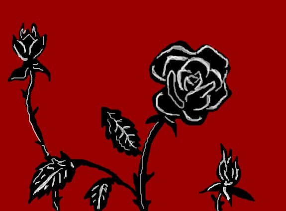 I love black roses