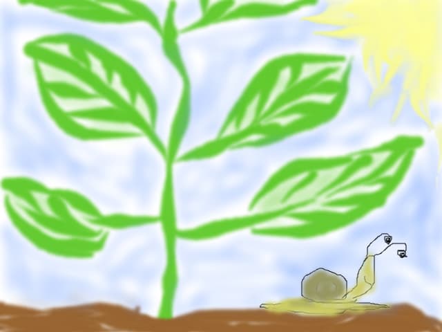 planta cu melc