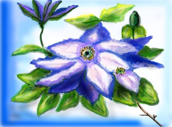 Clematis
