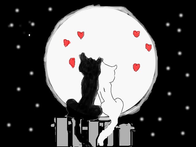 Valentynes day cat!