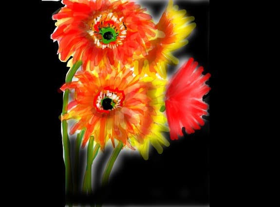 Citeva gerbera(?)