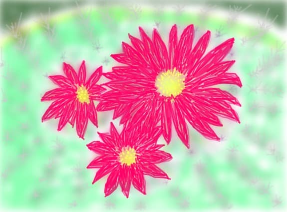 Floare de cactus