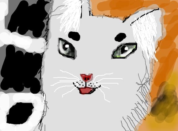cat