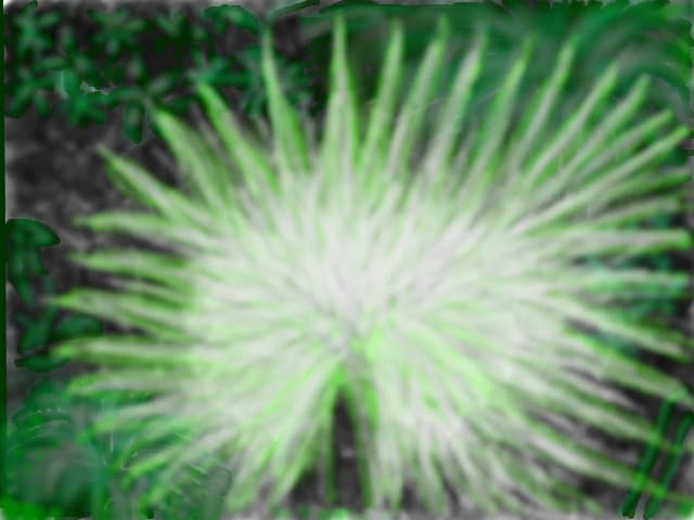 plante