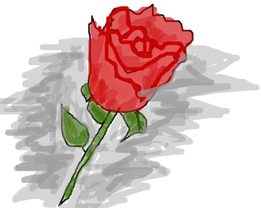 rose