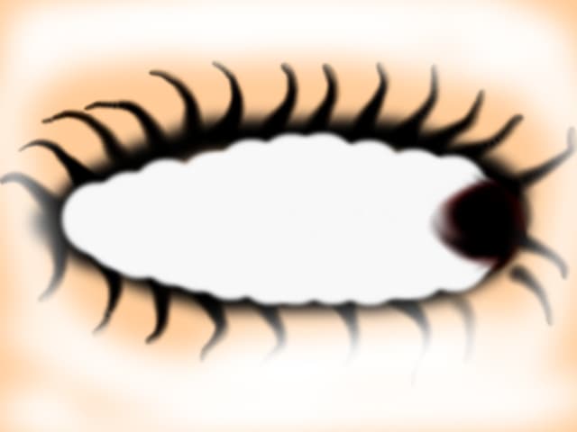 ochi