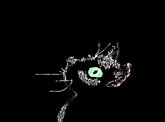 Black cat