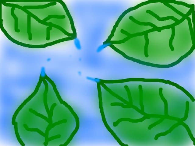 4 frunze