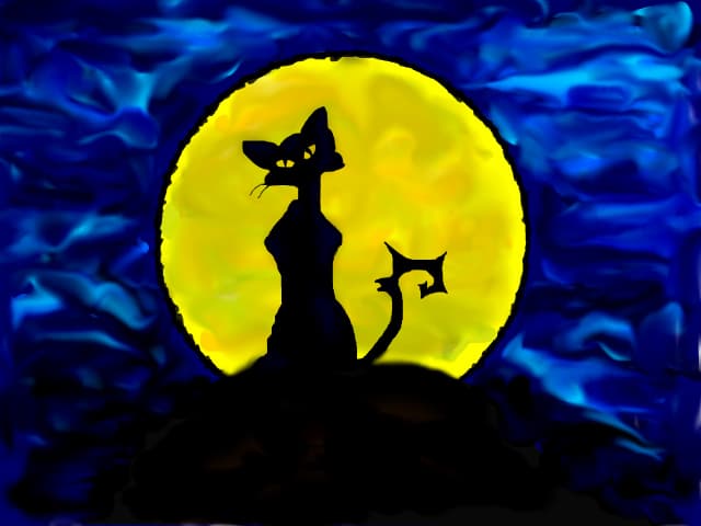 night cat