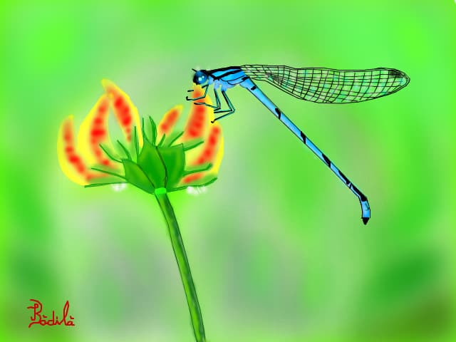 Dragonfly