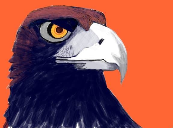 ...eagle...
