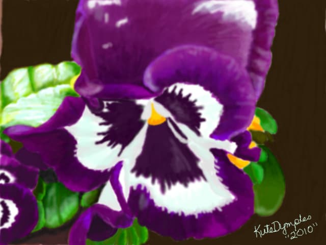 Purple Pansy