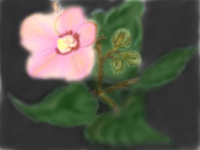 o floare