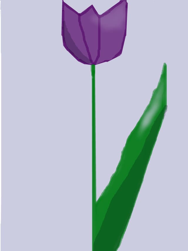 tulip