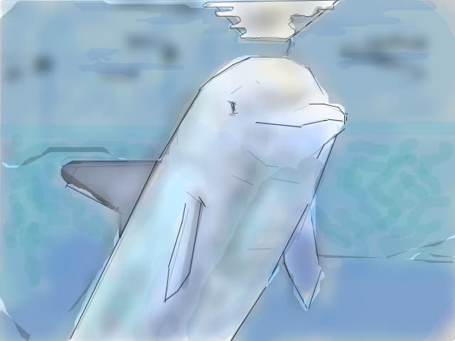 Dolphin