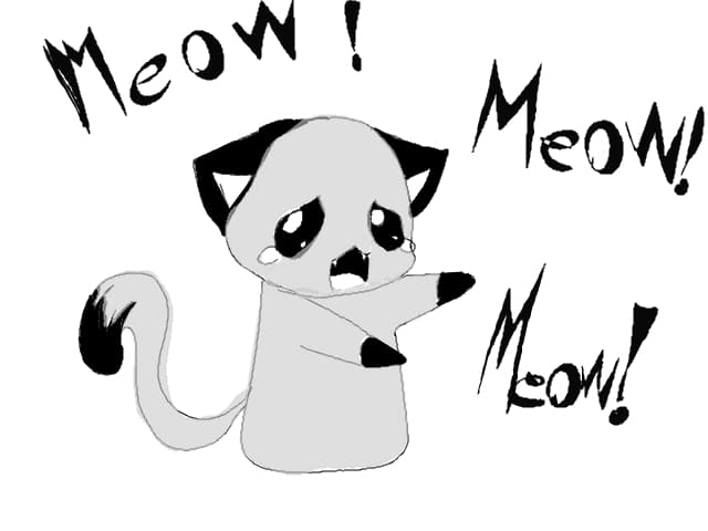 Meow!