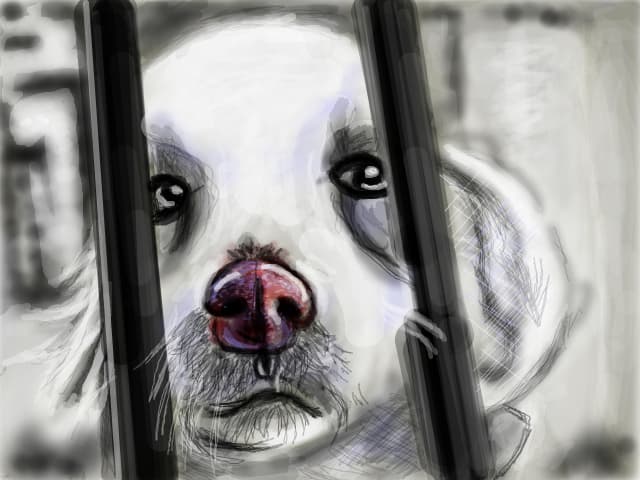 puppy: pls adopt me :o3
