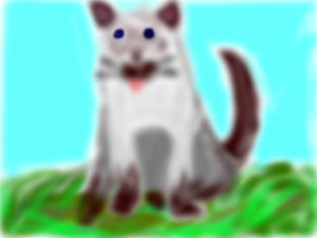 my cat