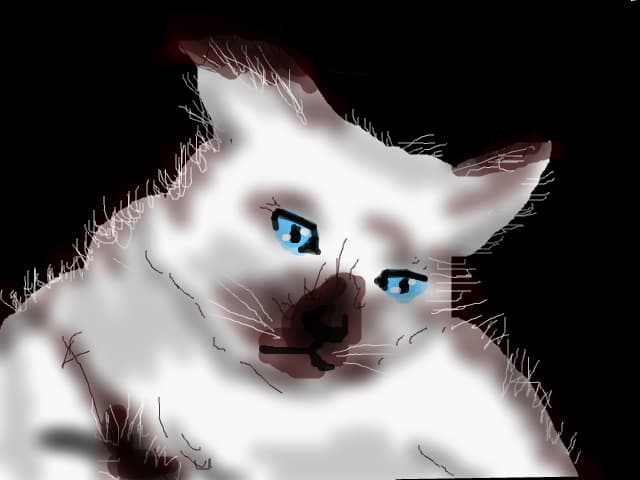 Oscar --> my cat