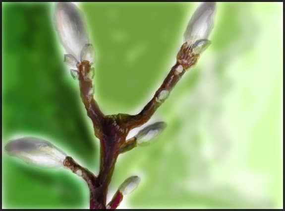 Boboci de magnolie