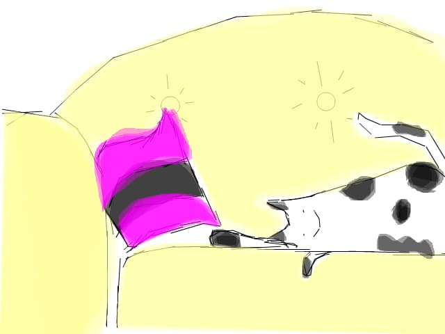 CAT ON THE SOFA