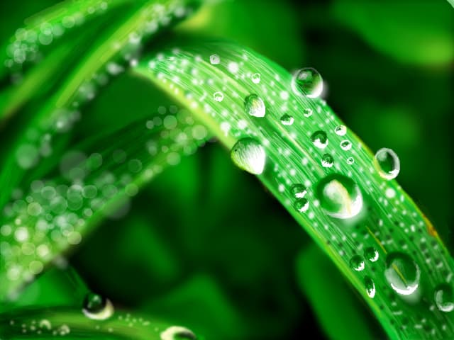 wet leaf
