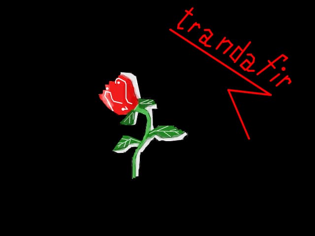 Trandafir in intuneric