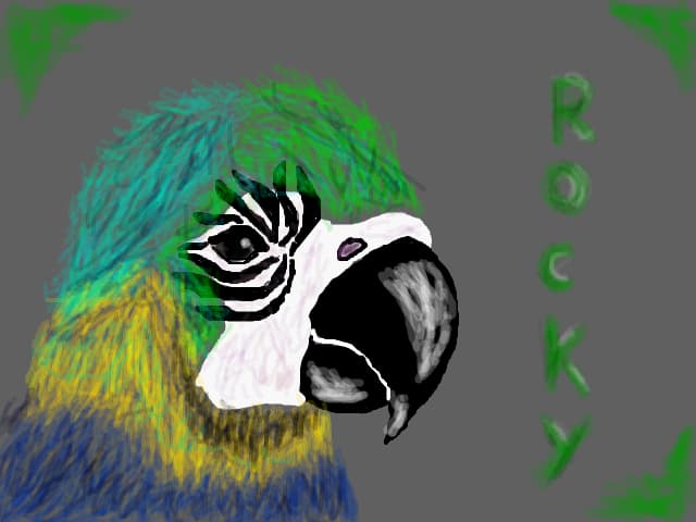 Papagalul meu-Rocky