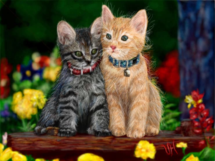 Kittens  .....