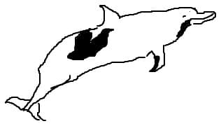 delfin