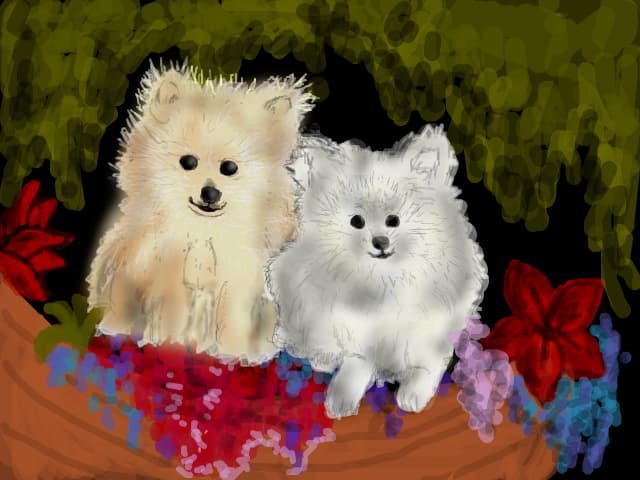 Catei din rasa Pomeranian