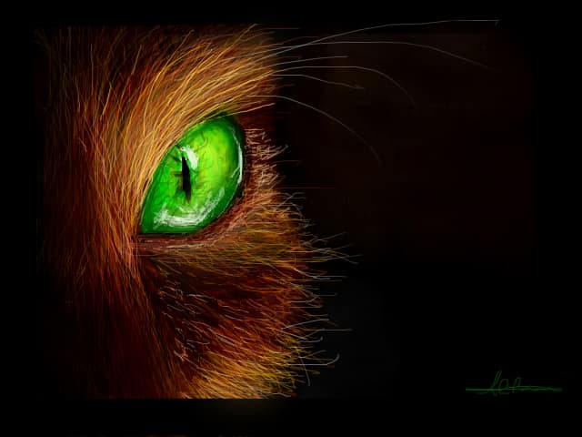 kitty