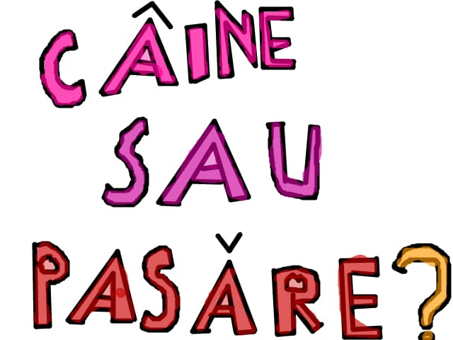 caine sau pasare?