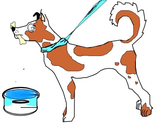dog 2