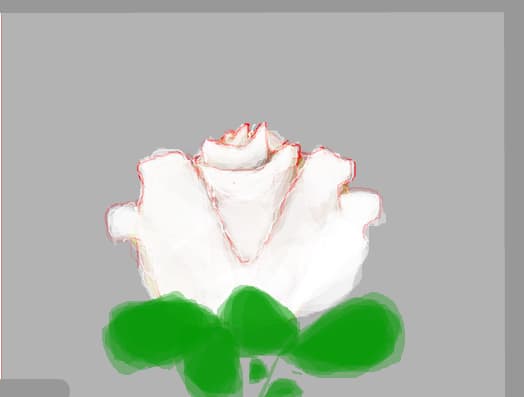 white rose