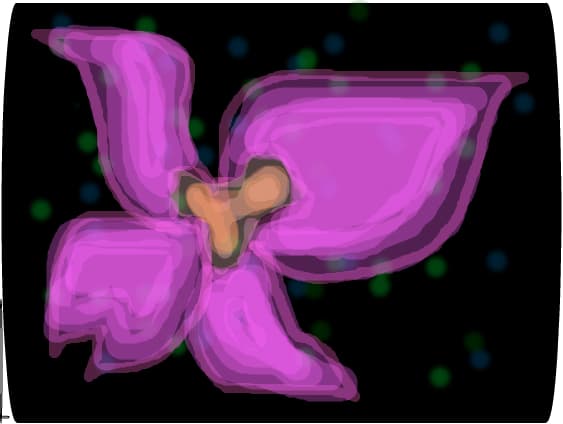 orchid