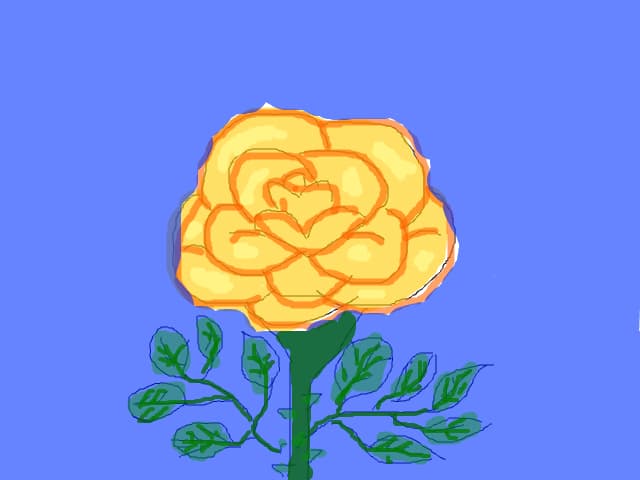 Orange rose