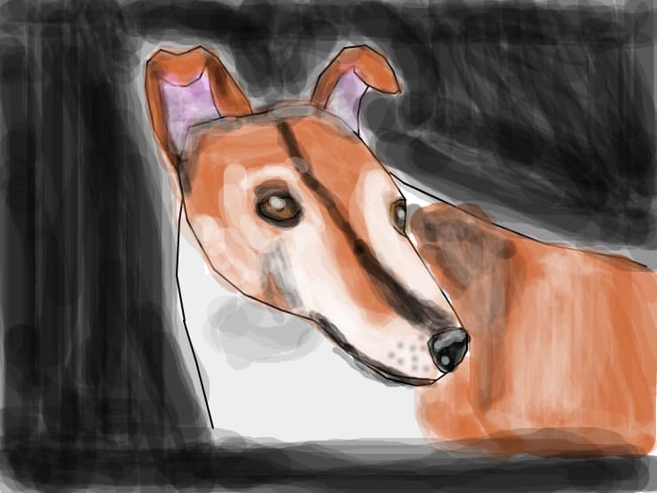Smooth Collie