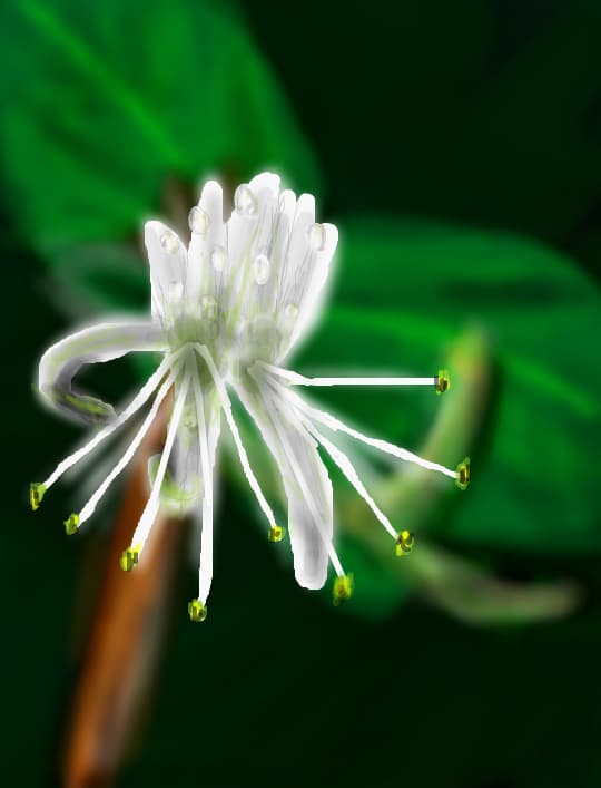 floare...mana maicii Domnului