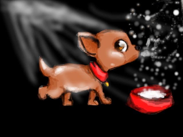 chihuahua