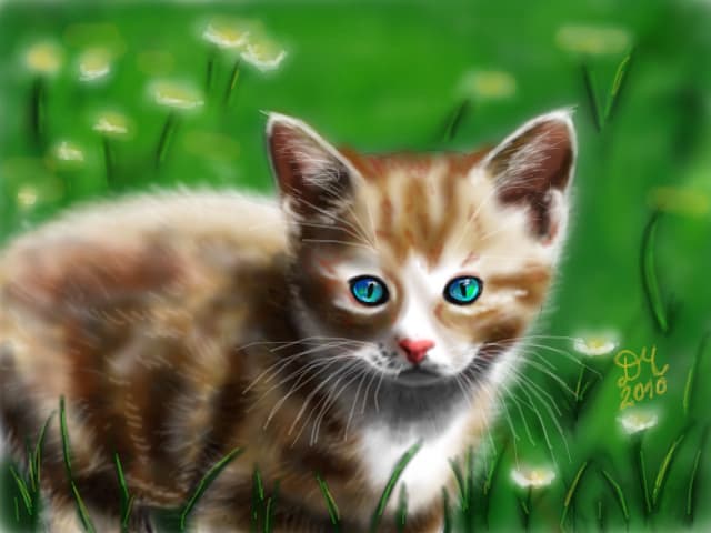 red kitten