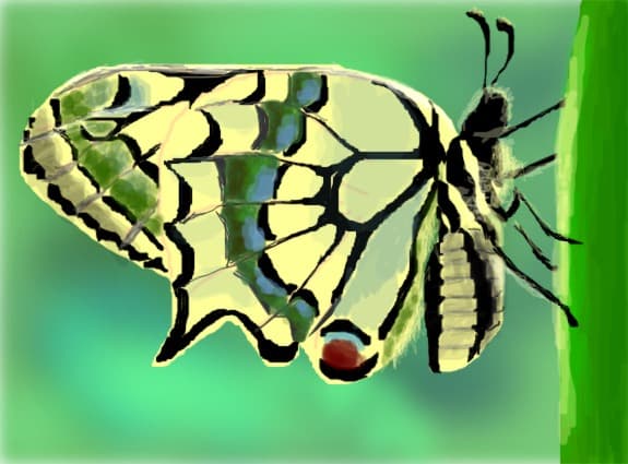 butterfly