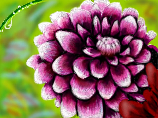 Dalia