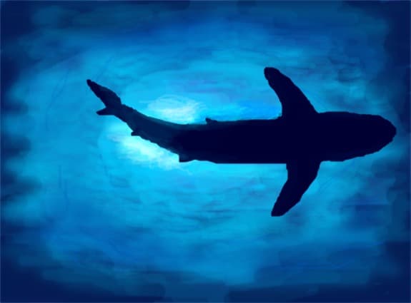 shark
