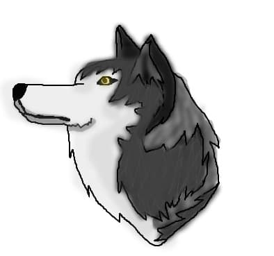 Alaska Husky