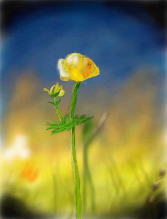 o floare