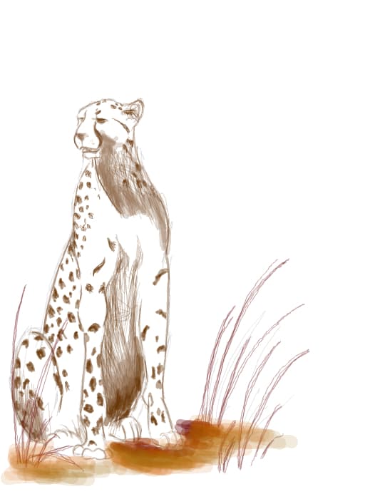 cheetah