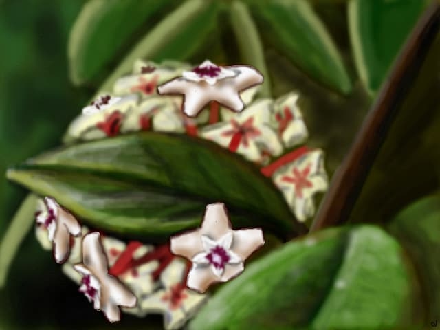 Bulgaras de stelute